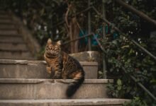 alert cycle snapshot report