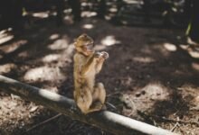 server log key number