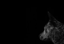 asylmendibaeva profile and details