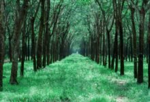 followers growth and guide